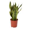 Verve Snake Plant Assorted In...