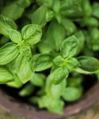 basil plant