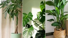 Composite image of best tall houseplants – money tree, monstera, bird of paradise