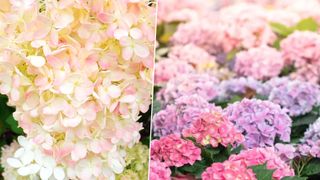 Two pictures of hydrangeas - one cluster of white and light pink vanilla strawberry hydrangeas to the left and a cluster of purple and pink hydrangeas to the right