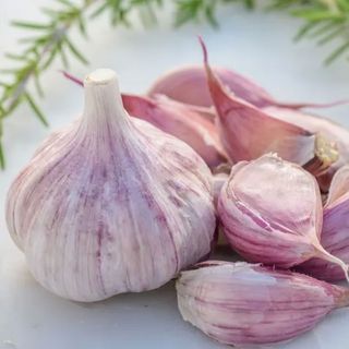 Burpee garlic