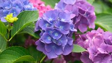 Close up of hydrangea