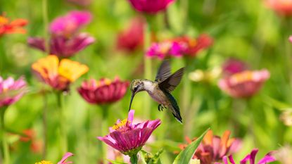 A gray, white, and green hummingbird flying into a purple flower, with purple, yellow, and red flowers out of focus behind it