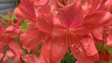 Close up shot of orange azaleas in full bloom to help illustrate our whether you need to deadhead azaleas 