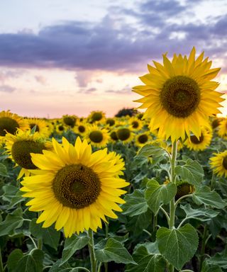 Sunflowers in a field with a sunset in the back