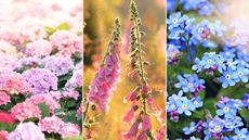 Three pictures of plants you shouldn't deadhead - a collection of pink and purple hydrangeas, two pink foxgloves, and a bunch of blue forget-me-nots