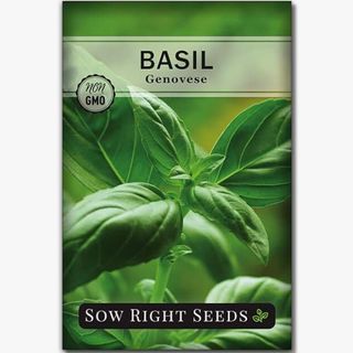 Genovese basil seeds