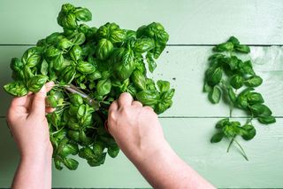 cutting basil leaves from a plant