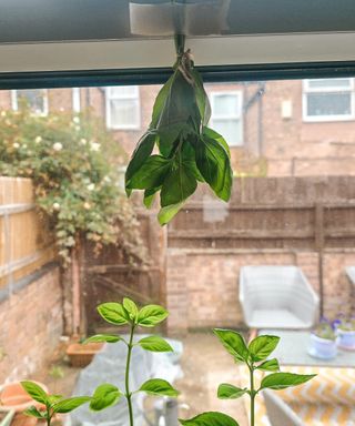 A bunch of green basil hanging upside down on a window frame, with basil below it and a backyard scene behind it