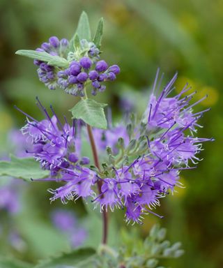 A close-up of a dark purple bluebeard Conoclinium coelestinum plant with spiked flowers and green leaves