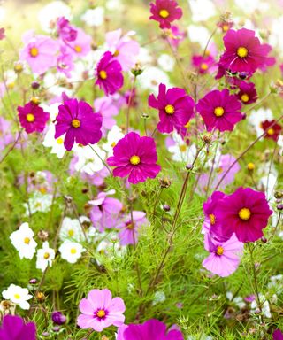 Dark pink, light pink, and white cosmos bipinnatus plants with light green grass around them