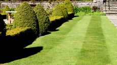 Small lawn with cut grass lines on the right and shaped hedges on the left side