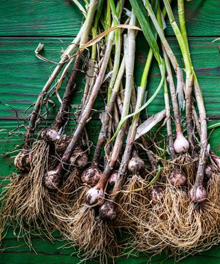 harvested garlic bulbs