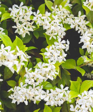 A cluster of white jasmine jasminum officinale flowers with lime green leaves around them