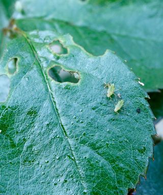 A dark green leaf with two small green aphids on top of it