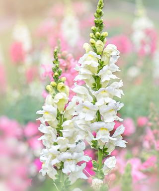 A close-up shot of a white snapdragon antirrhinum plant with light pink and white snapdragons out of focus in the field behind it