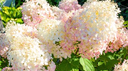 A close-up shot of a cluster of white and pink vanilla strawberry hydrangeas with green leaves around them