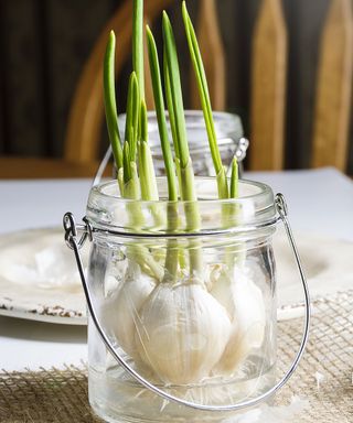 garlic cloves growing in jar of water