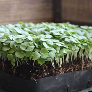 microgreens basil