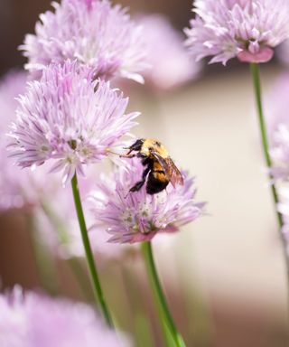 An orange and black queen bee on top of a green chive allium schoenoprasum plant with a light purple head, with matching chive plants around it