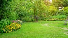 Learn how to kill an ant nest but not your lawn so you can enjoy lush green grass as pictured here with ant-repelling marigolds in yellow