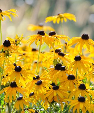 A cluster of black-eyed susan flowers with yellow petals and black centres, with brown grass out of focus behind it