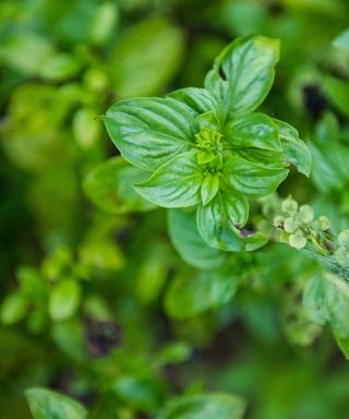 A birds eye shot of a dark green basil plant, with other leafy plants below it