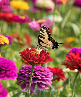 A close-up of a yellow and black butterfly on top of a red zinnia violacea with purple and yellow ones around it with green stems