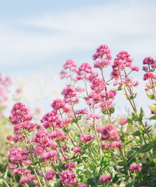 A collection of pink valerian valeriana officinalis flowers with green stems and a light blue sky above them