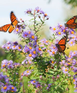 A bunch of purple Aster amellus flowers with orange centres and three orange and black butterflies gathering nectar from them