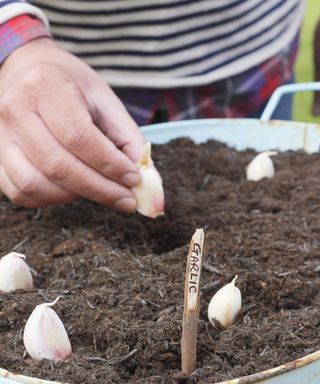 planting garlic cloves