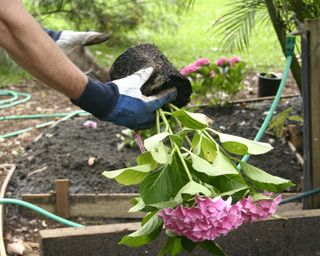 Man planting hydrangea in ground