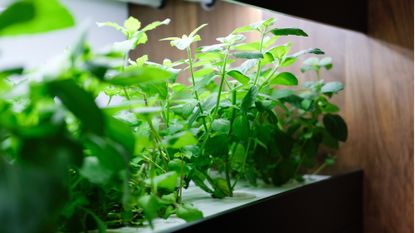 Plants under grow light