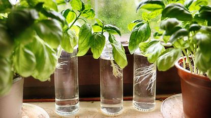 basil plants being propagated on windowsill